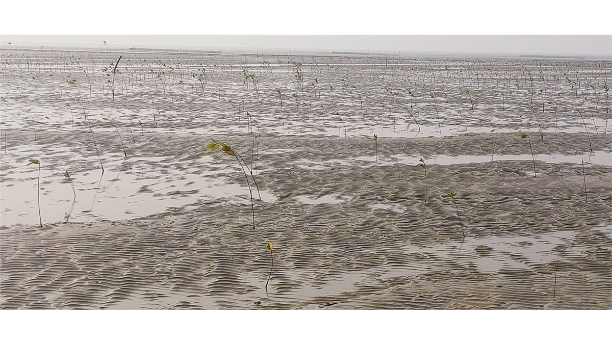  Saplings of Garjan (Rhizophora apiculata) and Kakra (Bruguiera gymnorhiza)