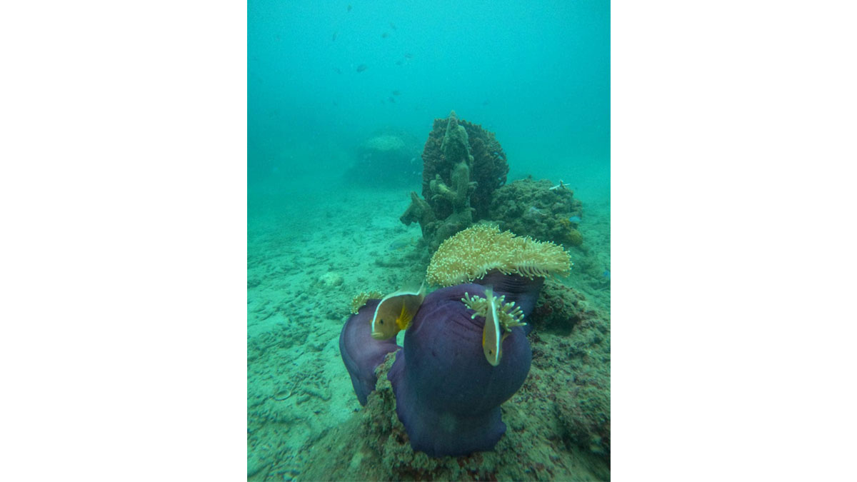 Marine Life under the ocean captured during the BCC&I’s Scuba in Havelock Initiative scheduled from 19th to 21st May 2024 at Havelock, Andaman.